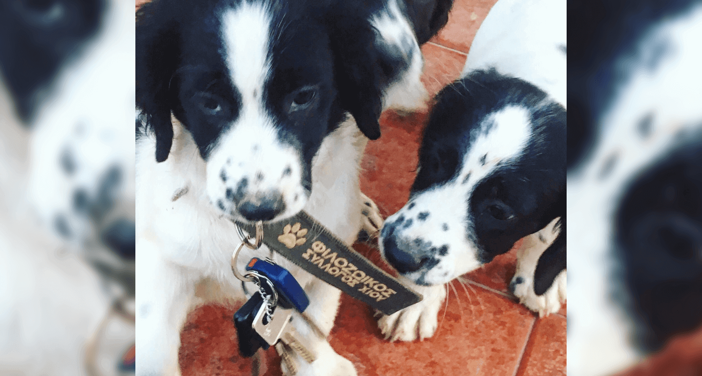 header Φιλοζωικού Συλλόγου Χίου