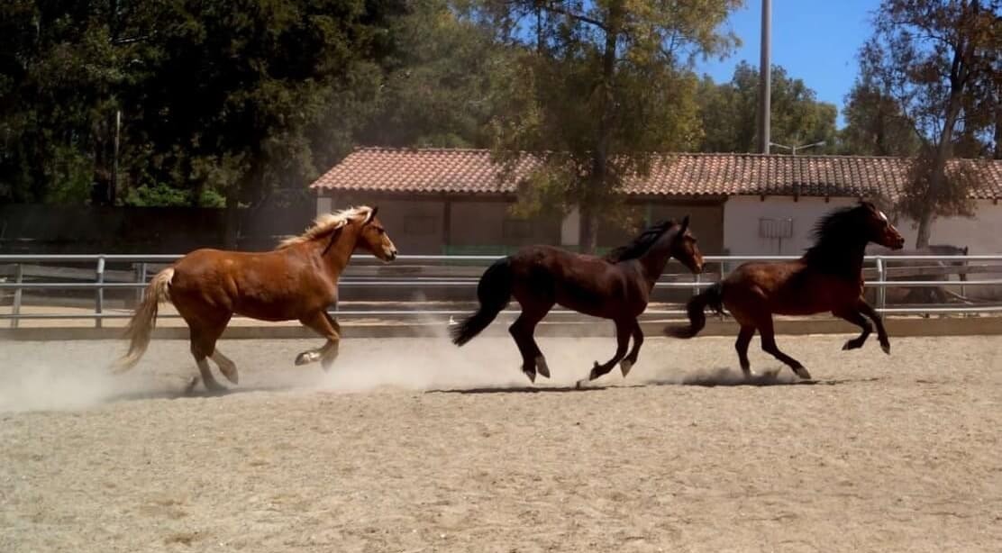 banner-therapeutikis-ippasias-elladas-sthie