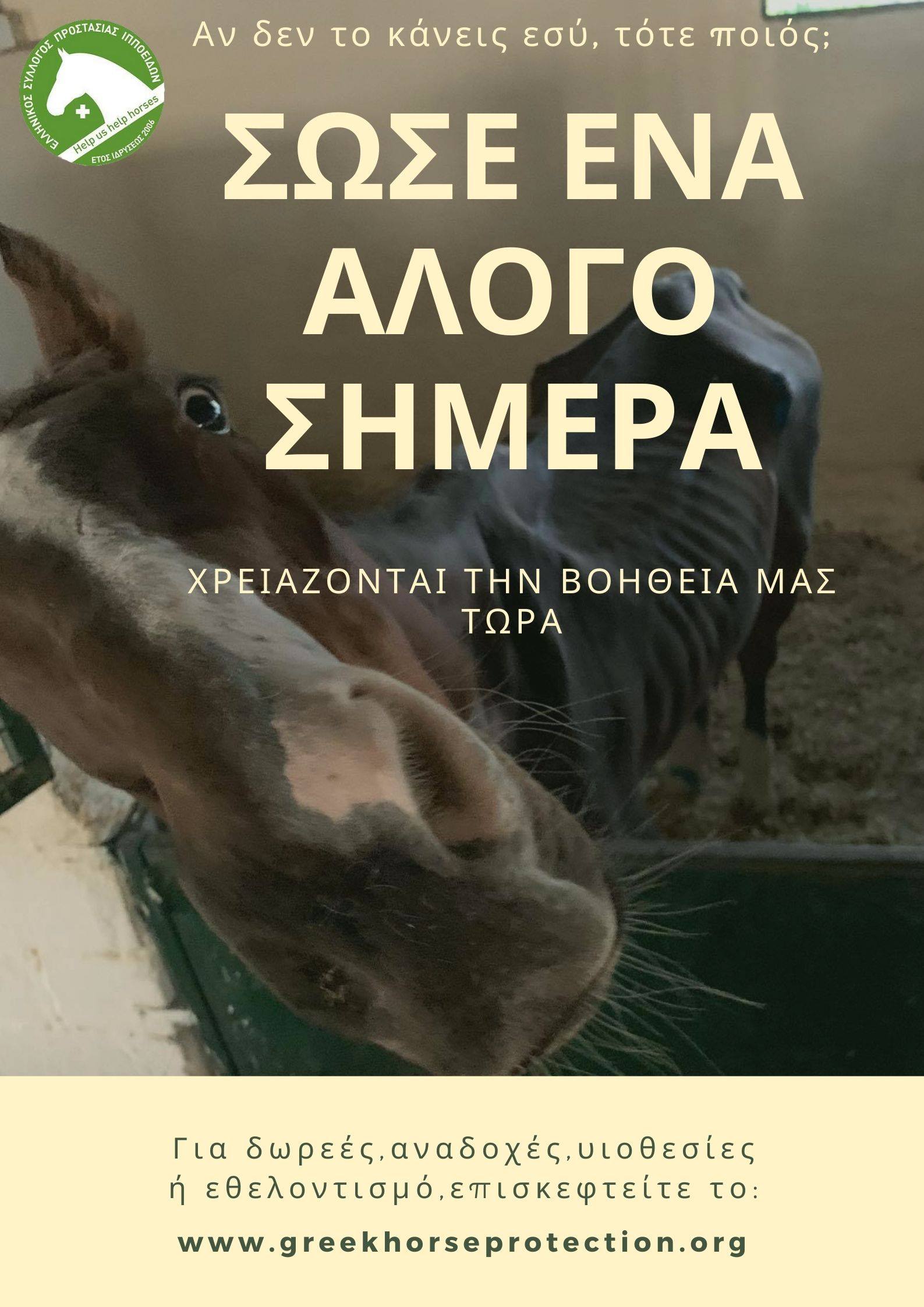 header Ελληνικού Συλλόγου Προστασίας Ιπποειδών