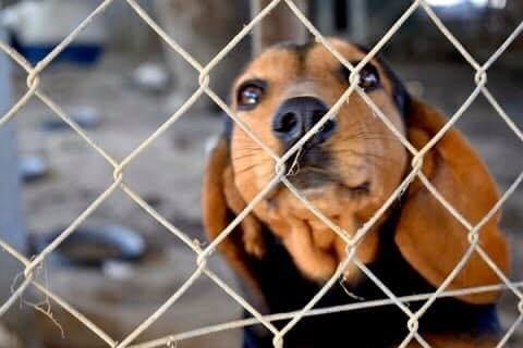 spartanStrays_header