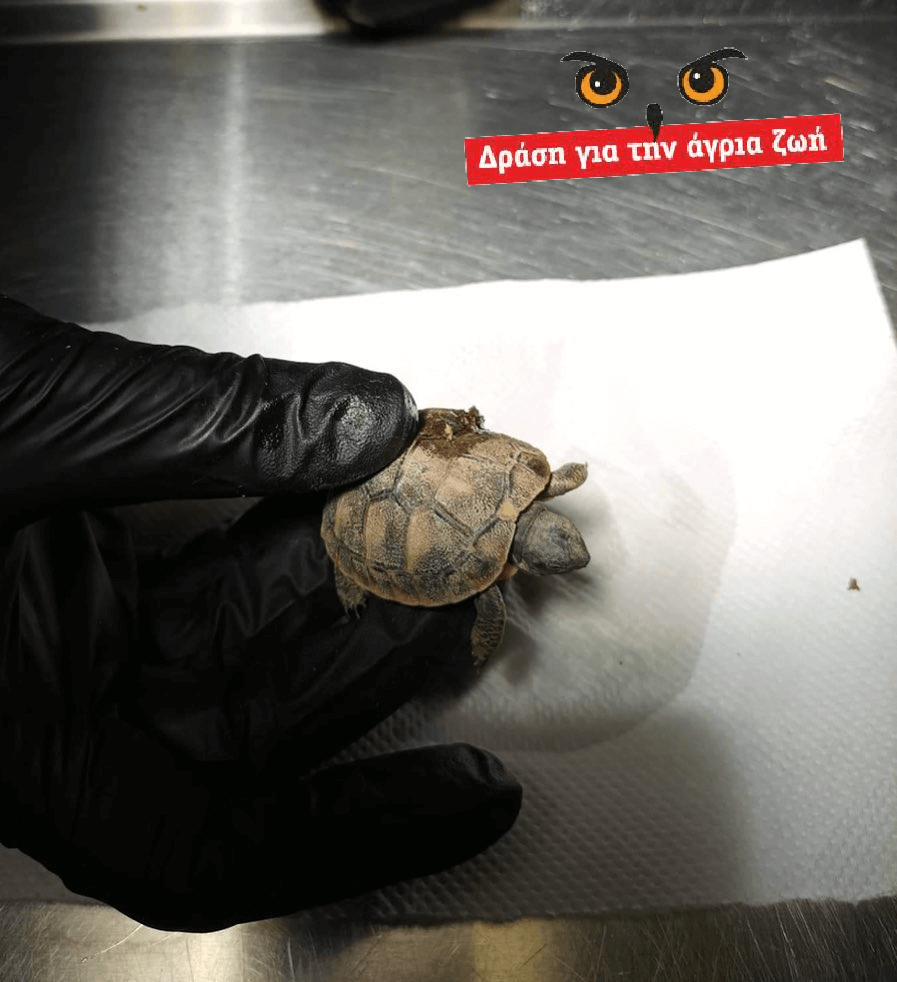 drasi-gia-tin-agria-zoi-1151