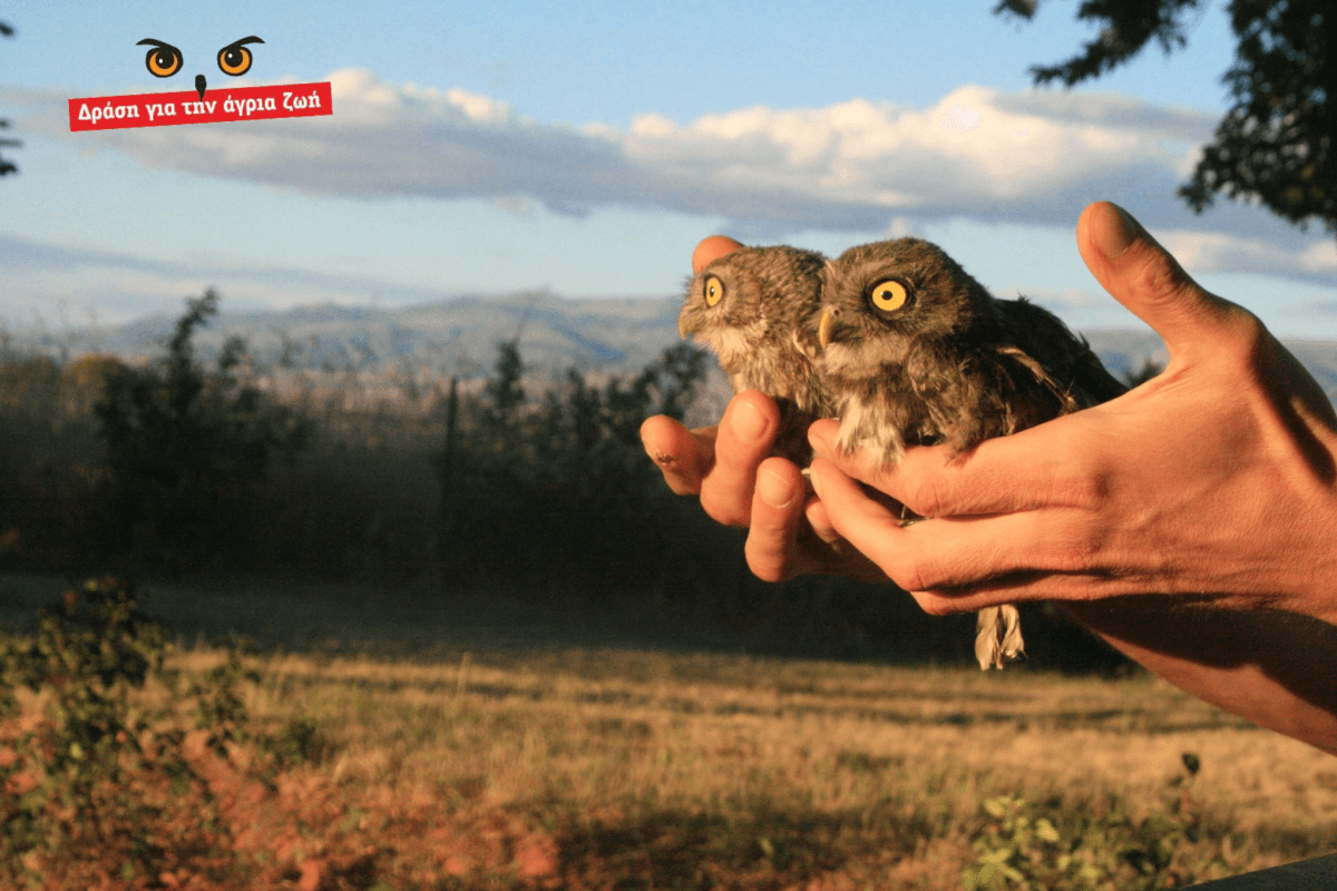 drasi-gia-tin-agria-zoi-1152