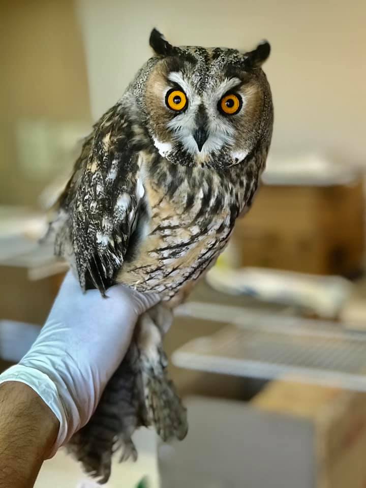 drasi-gia-tin-agria-zoi-1210