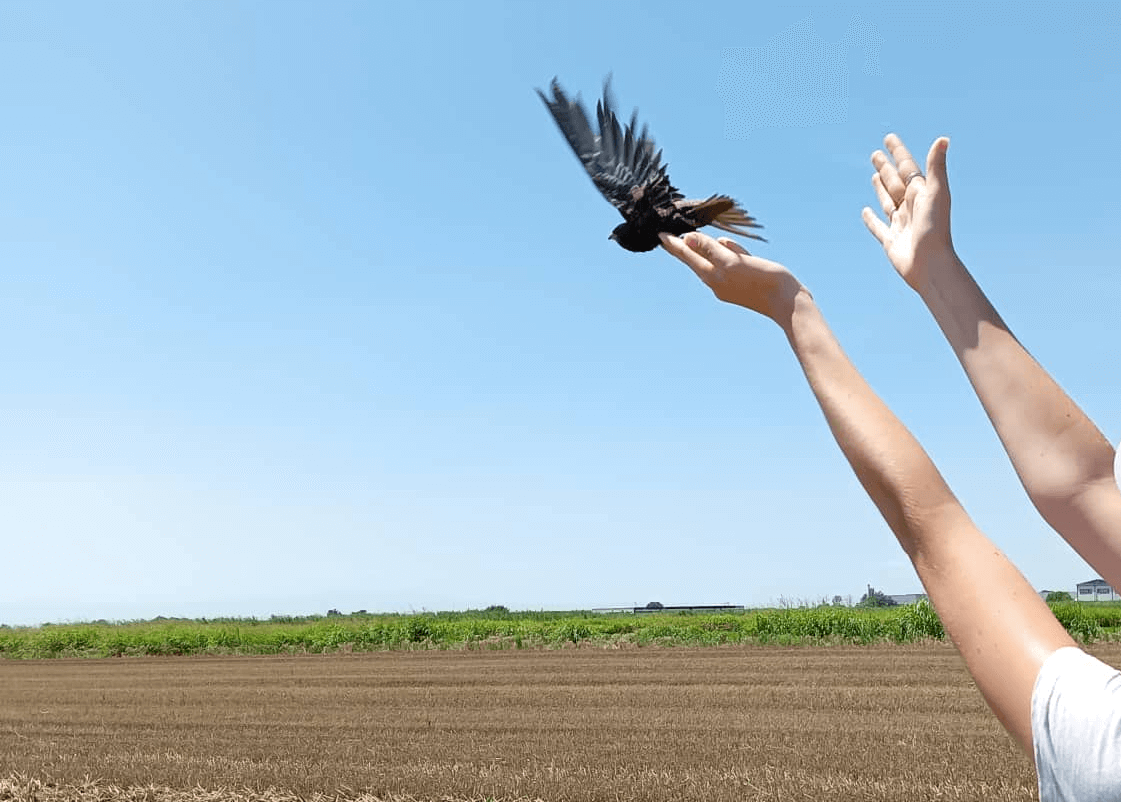 drasi_gia_agria_zoi_header