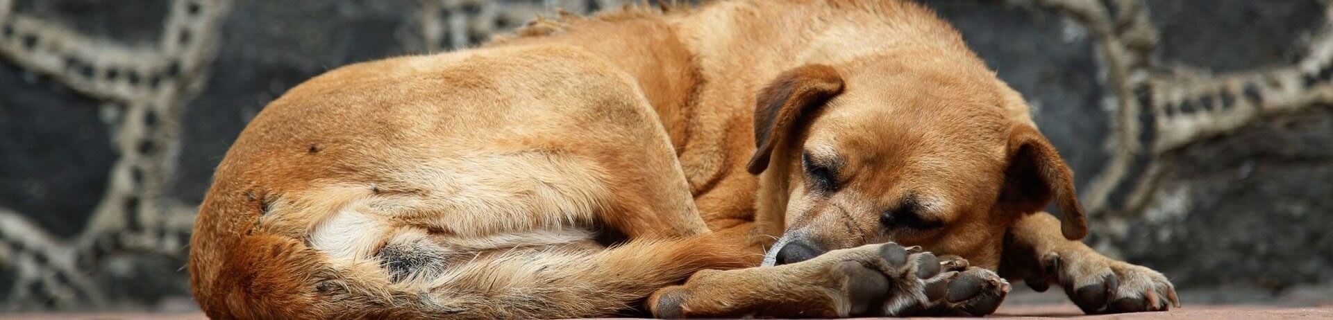 scars-adoption-is-the-best-thing
